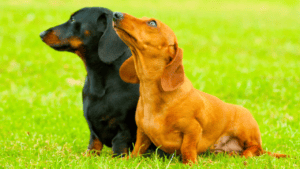 Amazing Dachshund