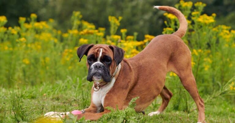 The Boxer: Your Energetic and Lovable Buddy!