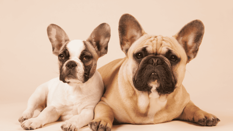 Your Ultimate Guide to French Bulldogs: Embracing Joy