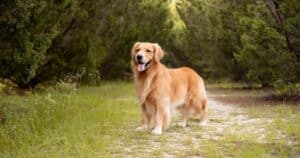 Golden Retriever