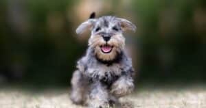 Miniature Schnauzer