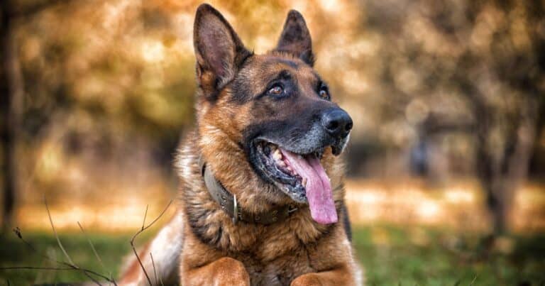 The Versatile World of German Shepherd